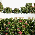 Lush Green Shrubs With Pink And White Flowers In Various Shapes And Clusters
