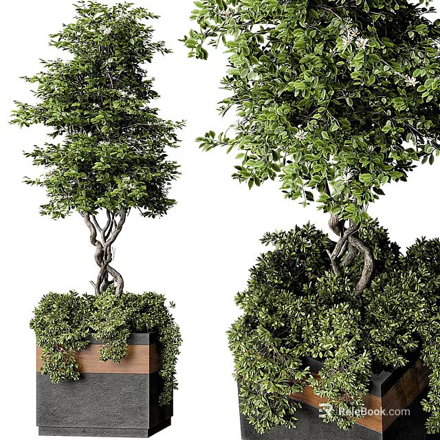 Lush Green Bonsai Plants With Twisted Trunks In Decorative Pots 3d model 
