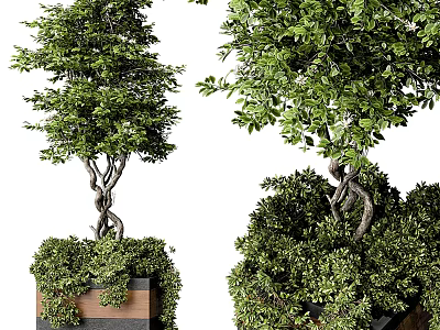 Lush Green Bonsai Plants With Twisted Trunks In Decorative Pots 3d model