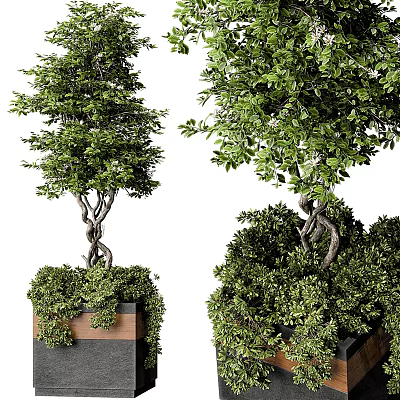 Lush Green Bonsai Plants With Twisted Trunks In Decorative Pots 3d model