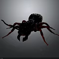 Detailed Black and Red Spider With Long Legs Hairy Body On Dark Background