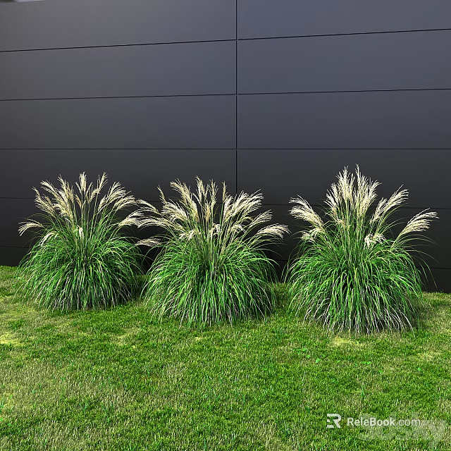 Three Clumps of Green Grass with White Plumes Growing Against Black Wall on Green Lawn 3d model 