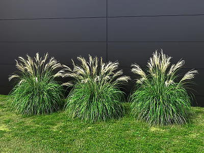 Three Clumps of Green Grass with White Plumes Growing Against Black Wall on Green Lawn 3d model