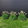Three Clumps of Green Grass with White Plumes Growing Against Black Wall on Green Lawn
