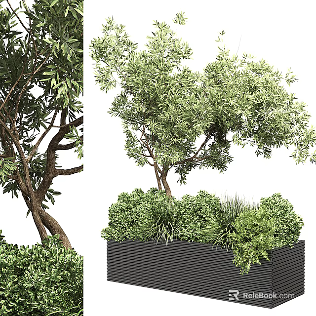 Lush Green Bonsai Potted Plant with Leafy Branches in Black Square Pot 3d model 