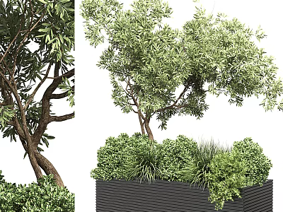 Lush Green Bonsai Potted Plant with Leafy Branches in Black Square Pot 3d model