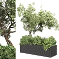 Lush Green Bonsai Potted Plant with Leafy Branches in Black Square Pot