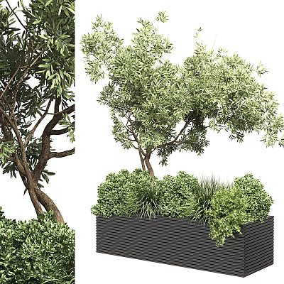 Lush Green Bonsai Potted Plant with Leafy Branches in Black Square Pot 3d model
