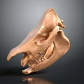Detailed Copper Colored Human Skull Model Anatomical Medical Device For Education Training