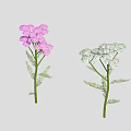 Colorful Garden Flowers with Orange Pink White Blooms Green Stems and Leaves in Row Arrangement