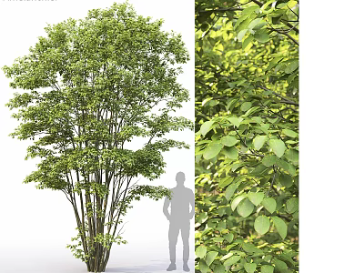 Tall Arbor With Lush Green Leaves And Human Silhouette Showing Detailed Leaf Texture 3d model