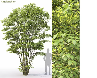 Tall Arbor With Lush Green Leaves And Human Silhouette Showing Detailed Leaf Texture 3d model