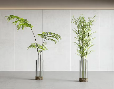 Transparent Vases with Wooden Bases Holding Ferns and Bamboo Plants Against Gray Walls and Floor 3d model