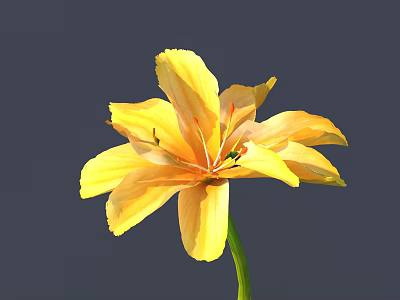 Beautiful Bright Yellow Flower with Green Stem Blooming on Gray Background 3d model