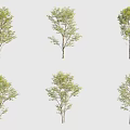 Various Arbor Trees With Different Foliage Forms For Landscape 3d model
