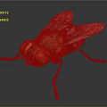 Polygonal Fly 3D Model with Large Red Eyes Transparent Wings and Detailed Legs