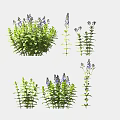 Lush Green Garden Plants With Purple Flowers And Vibrant Fresh Leaves
