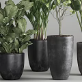 Decorative Indoor Potted Plants With Various Green Foliage And Dark Ceramic Pots