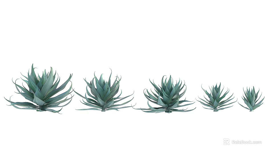 Green Agave Plants Arranged In Different Sizes With Sharp Leaf Edges 3d model