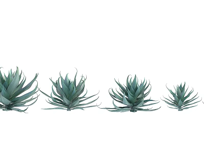 Green Agave Plants Arranged In Different Sizes With Sharp Leaf Edges 3d model