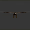 Majestic Brown Feathered Eagle With White Head Flying Spread Wings Gracefully 3d model