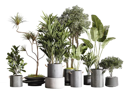 Various Bonsai Potted Plants With Different Material Pots And Diverse Leaf Shapes For Indoor Decoration 3d model