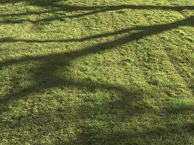 Serene Lush Green Grass Landscape With Natural Tree Shadows Under Sunlight 3d model
