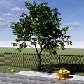 Garden Fruit Tree Pear Tree Pear Sydney Yali Pear Landscape Tree Fruit Tree 3d model