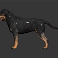 Black and Tan Rottweiler Dog Standing on Shiny Black Background with Reflection 3d model
