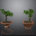 Two Ornamental Potted Green Trees In Round And Square Red Planters On Dark Surface