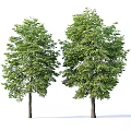 Two Tall Arbor Trees With Lush Green Foliage Thick Trunks And Standing Human Figure