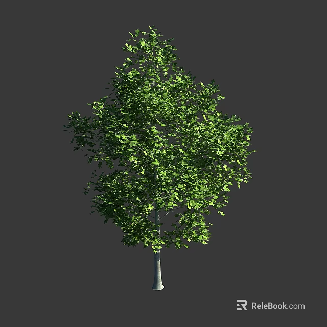 Lush Green Leafy Tree With White Trunk Isolated On Gray Background 3d model