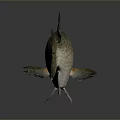 Brownish Spotted Fish With Scales Fins Large Eyes And Reflective Surface On Gray Background