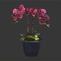 Purple Orchid Plant With Vibrant Blooms In Blue Ceramic Pot And Green Leaves