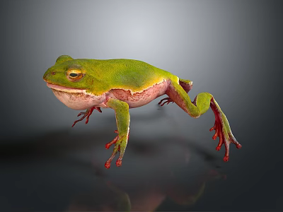 Detailed Green Frog With Red Toes And Pink Underbelly On Dark Smooth Surface 3d model