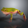 Detailed Green Frog With Red Toes And Pink Underbelly On Dark Smooth Surface