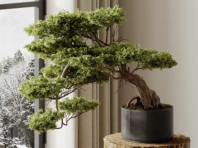 Indoor Bonsai Plant with Curved Trunk Lush Green Foliage in Gray Pot on Wooden Stump 3d model