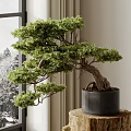 Indoor Bonsai Plant with Curved Trunk Lush Green Foliage in Gray Pot on Wooden Stump