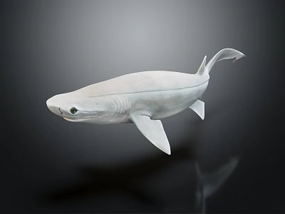 3D Model of White Shark With Fins And Tail On Dark Background 3d model