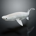 3D Model of White Shark With Fins And Tail On Dark Background