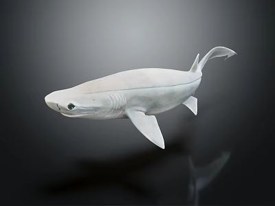 3D Model of White Shark With Fins And Tail On Dark Background 3d model 3D Model of White Shark With Fins And Tail On Dark Background 3d model