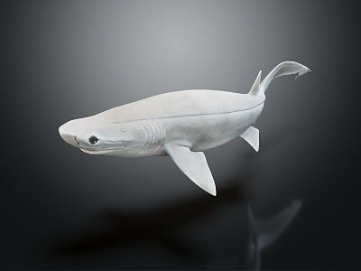 Modern shark gray six gill shark six gill shark flat head shark shovel shark marine life 3d model