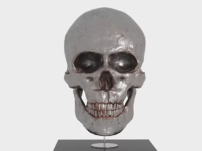 Medical Device Anatomical Skull Model For Teaching And Research With Display Stand 3d model