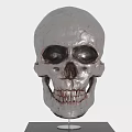 Medical Device Anatomical Skull Model For Teaching And Research With Display Stand