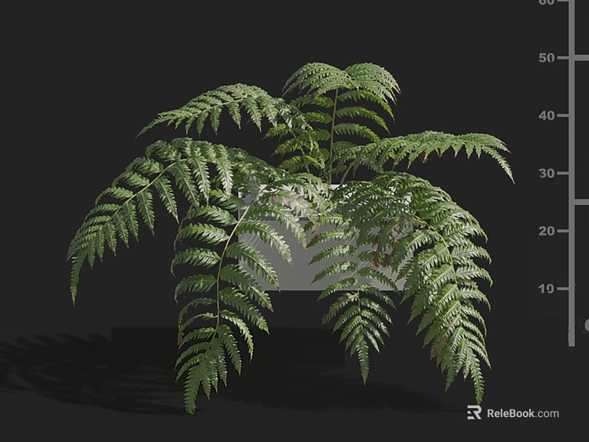 Lush Green Fern Plant With White Ceramic Pot For Indoor Decoration 3d model 