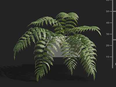 Lush Green Fern Plant With White Ceramic Pot For Indoor Decoration 3d model