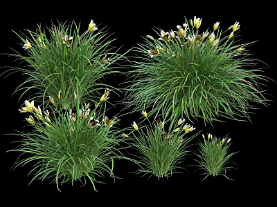 Ornamental Green Grass Plants With White Flowers And Clumping Growth Form 3d model