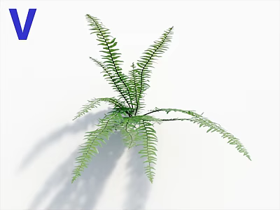 Vibrant Green Fern Plant With Lush Feathery Fronds For Indoor Decor 3d model
