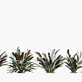 Colorful Leaf Shrubs with Various Green and Brown Foliage Arranged in Garden Landscape