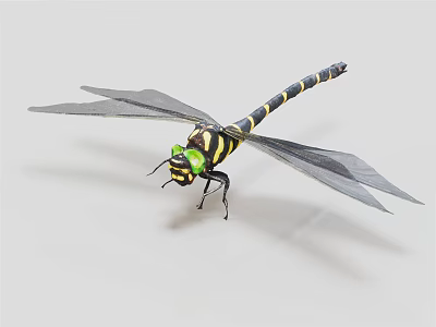 Dragonfly With Green Eyes Black And Yellow Striped Body And Black Wings On Light Background 3d model
